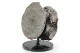 Fossil Phytosaur Vertebra with Stand - Arizona #353414-1